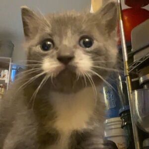 Meet your Posher, Andy